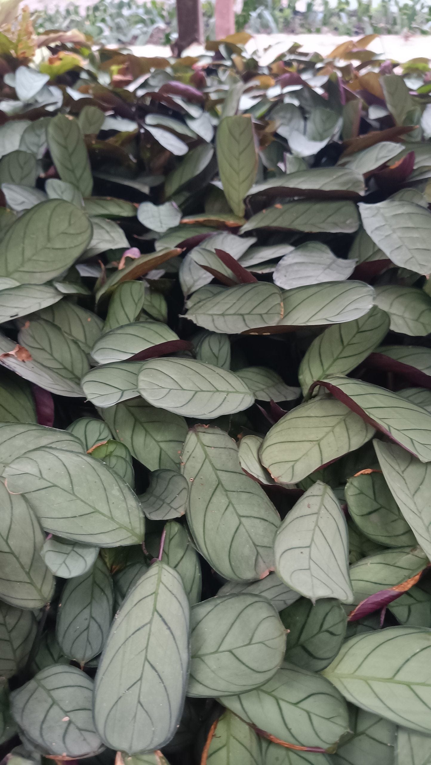 Goeppertia Burle-Marxii (Calathea Burle Marxii) – Fishbone/Wishbone Prayer Plant – Bare-Rooted