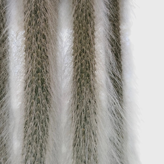 Monkey's Tail Cactus (Cleistocactus colademononis) | Mature Trailing Hanging Cactus