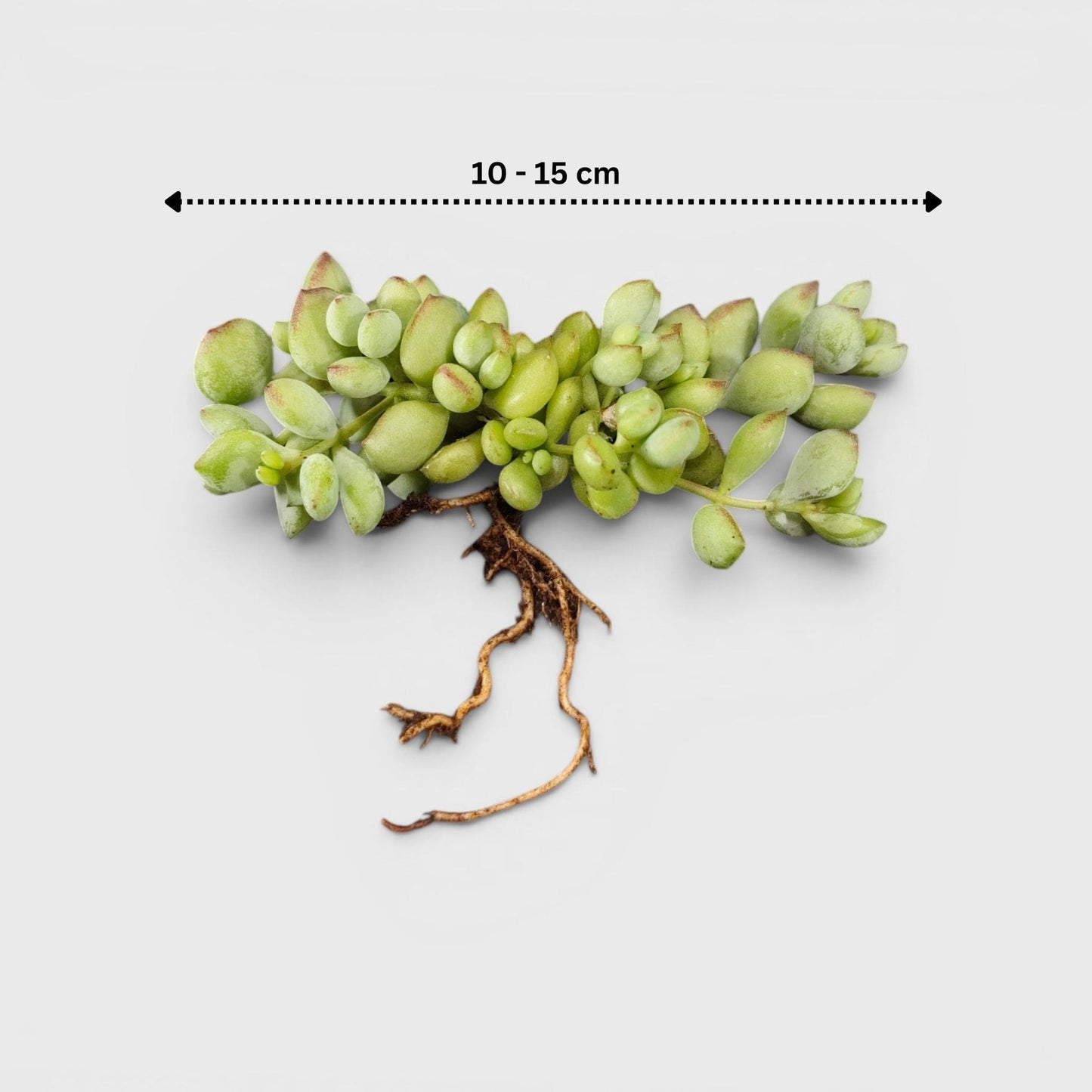 Cliff Cotyledon shelf display succulent