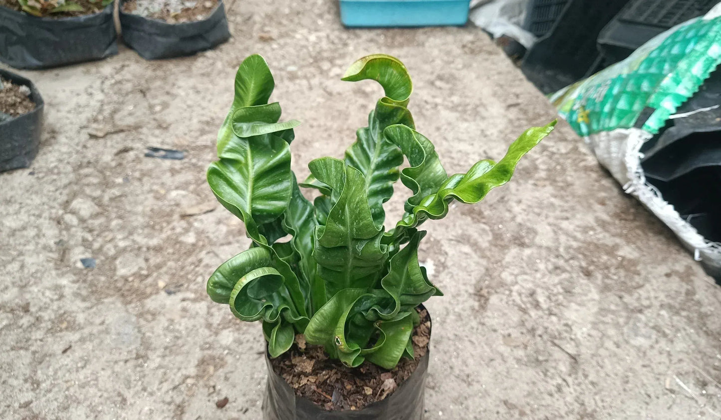 Cobra Fern Bare-Rooted Plant - Aspidistra Elatior - Frek