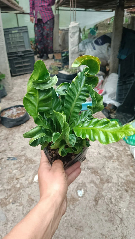 Cobra Fern Bare-Rooted Plant - Aspidistra Elatior