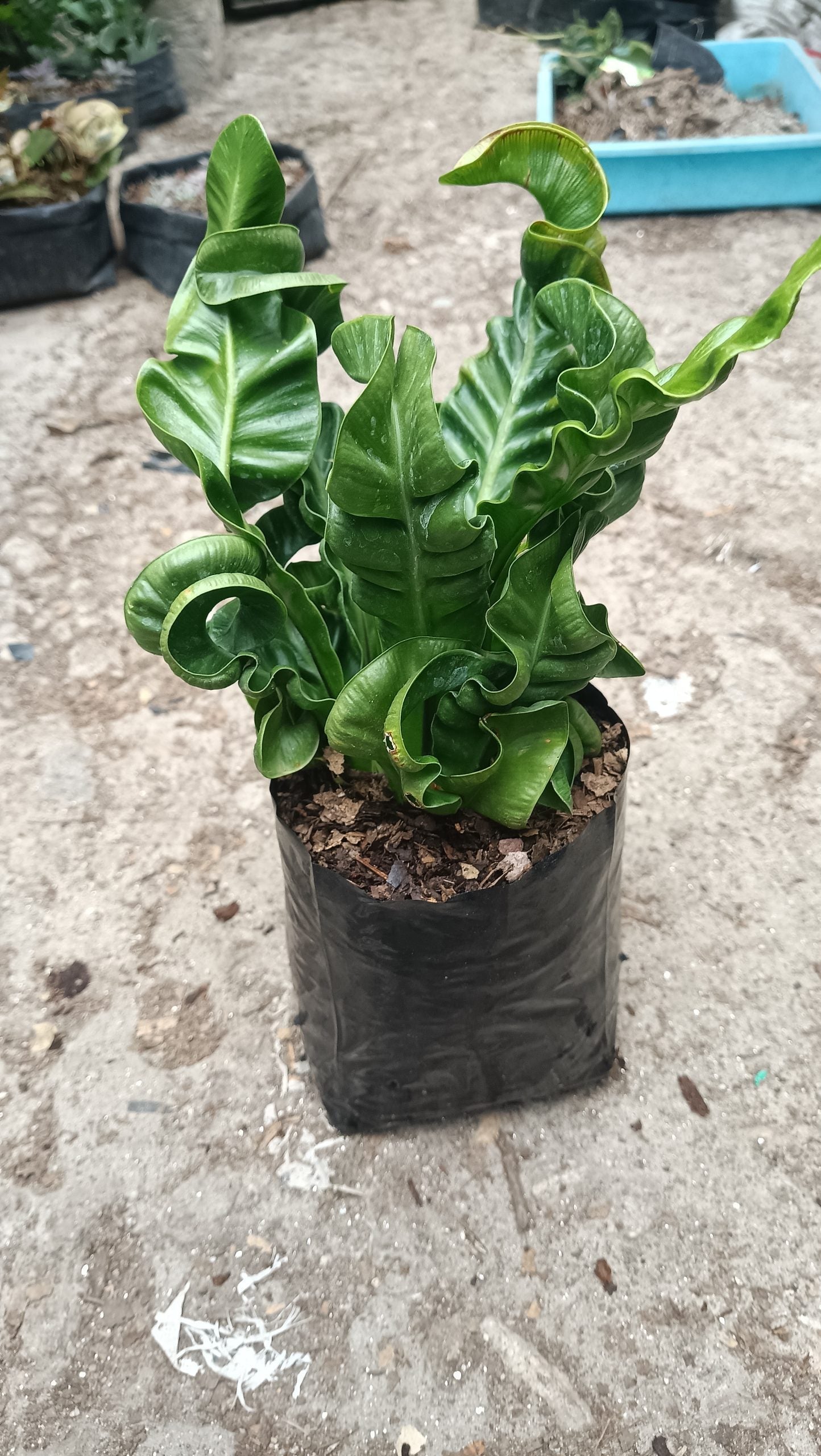 Cobra Fern Plant - Aspidistra Elatior - My Store