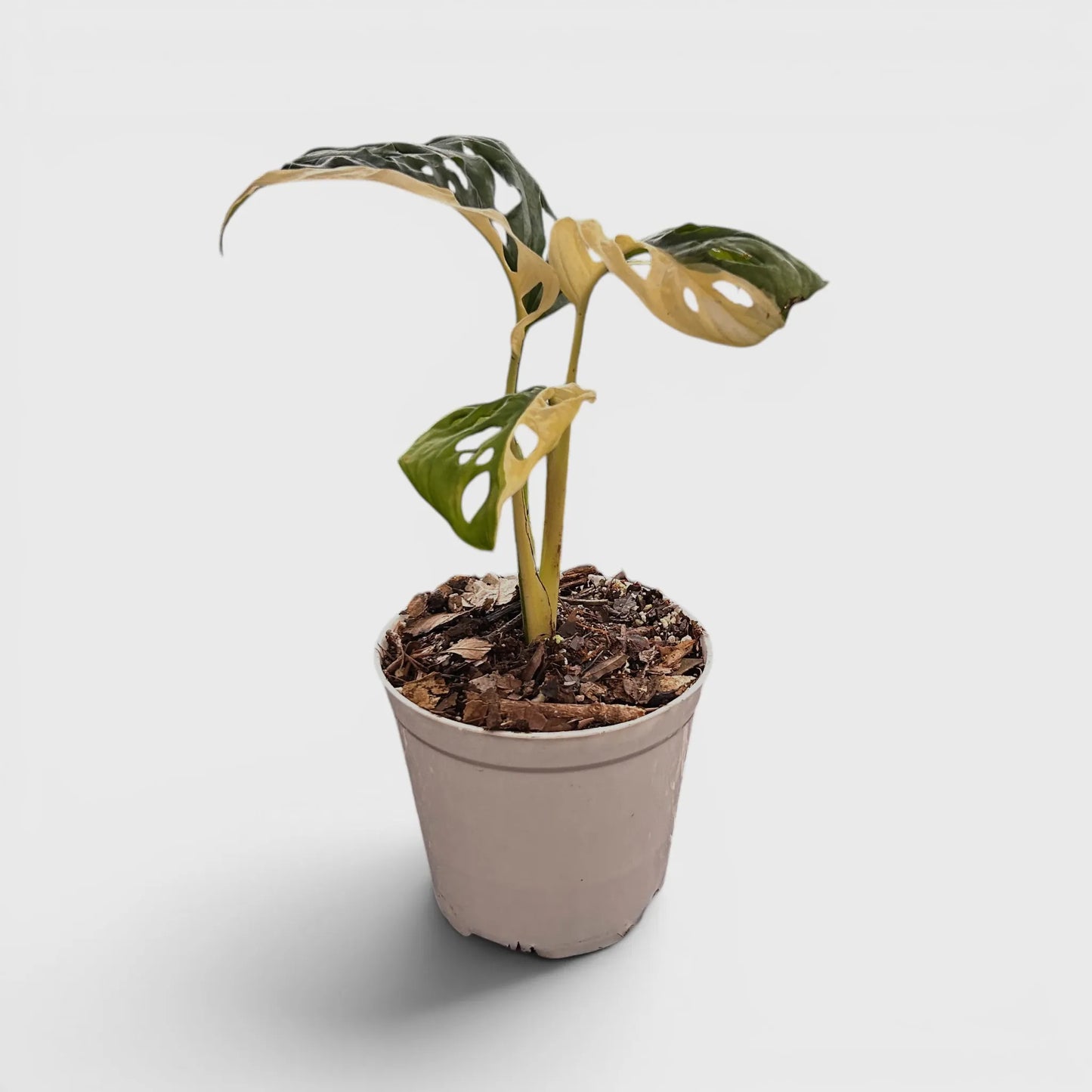 Monstera Adansonii Aurea Half Moon Variegated – Rare Collector Aroid Plant (25–38 CM) | With Pot
