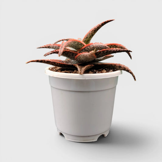 Aloe Hybrid Firecracker Dwarf – Colorful Textured Rebloomer Succulent Plant | Bare Rooted