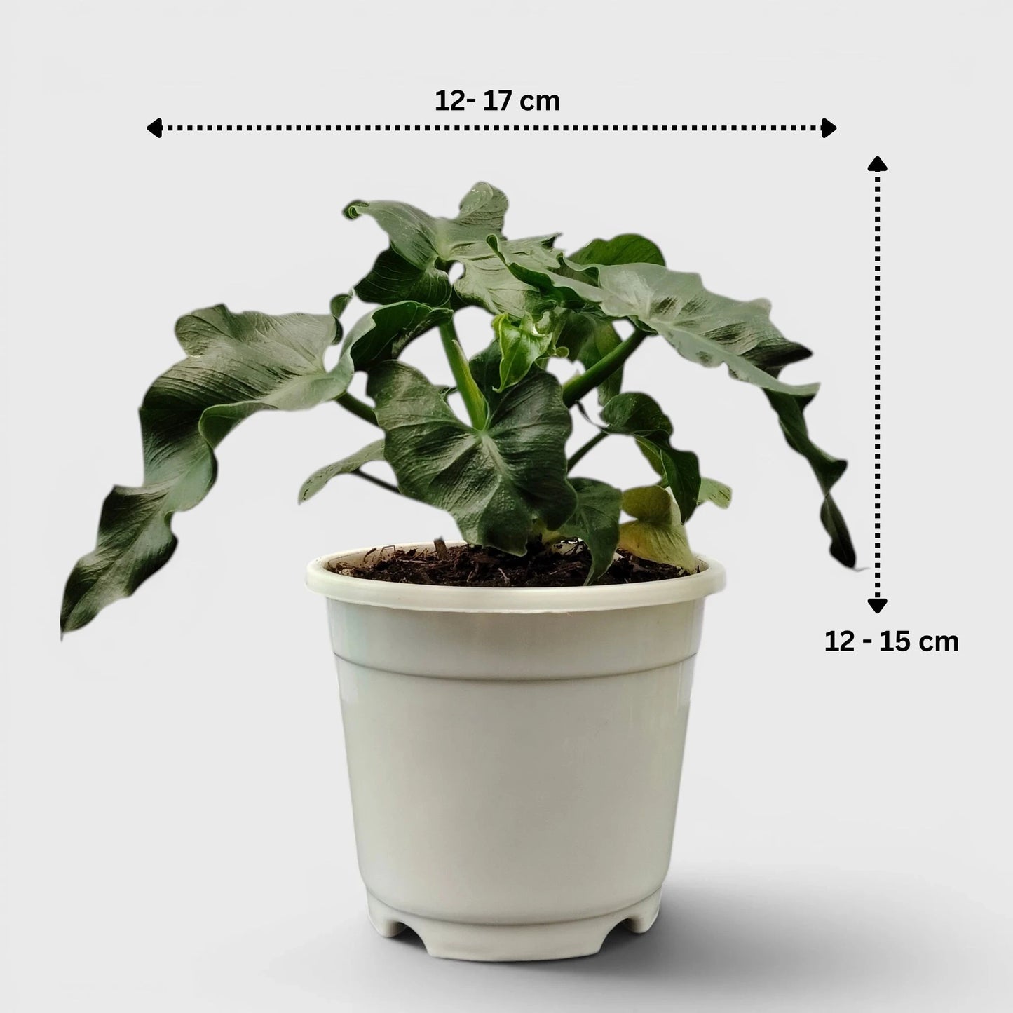 Rare Philodendron Atom | Compact Tropical Aroid Foliage Indoor Plant