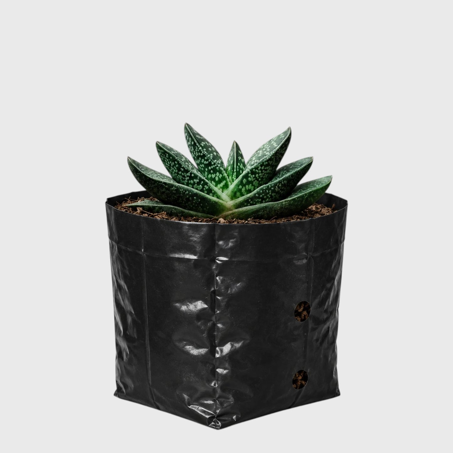 Gasteria Liliputana – Miniature Textured Succulent Indoor Plant