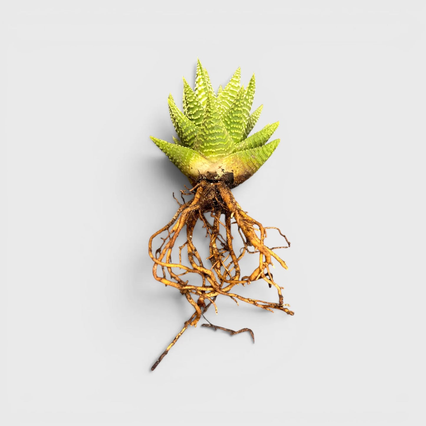 Haworthia Pumila x Tears of Angel – Collector Hybrid Succulent | Best Indoor Plants | Bare Rooted