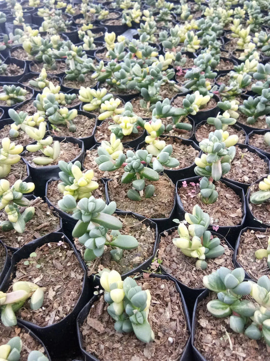 Corpuscularia Lehmannii Variegated (Ice Plant): Available now at Frek – Bare-Rooted