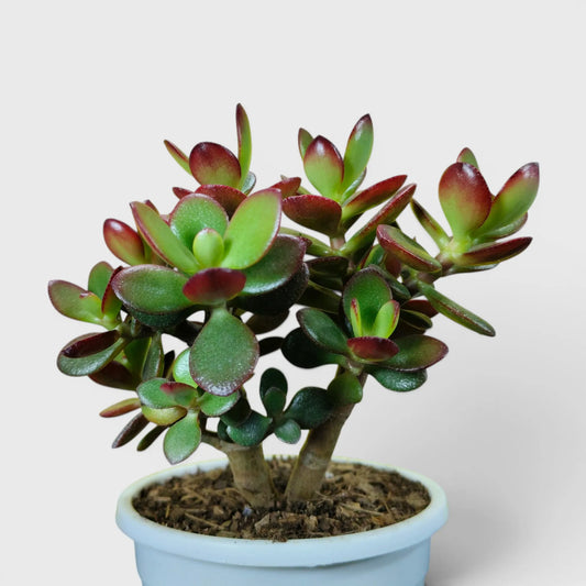 Green Golden Crassula Ovata – Big Size Bushy 5 to 6 Branched Money Jade Plant for Home & Office | Bare Rooted