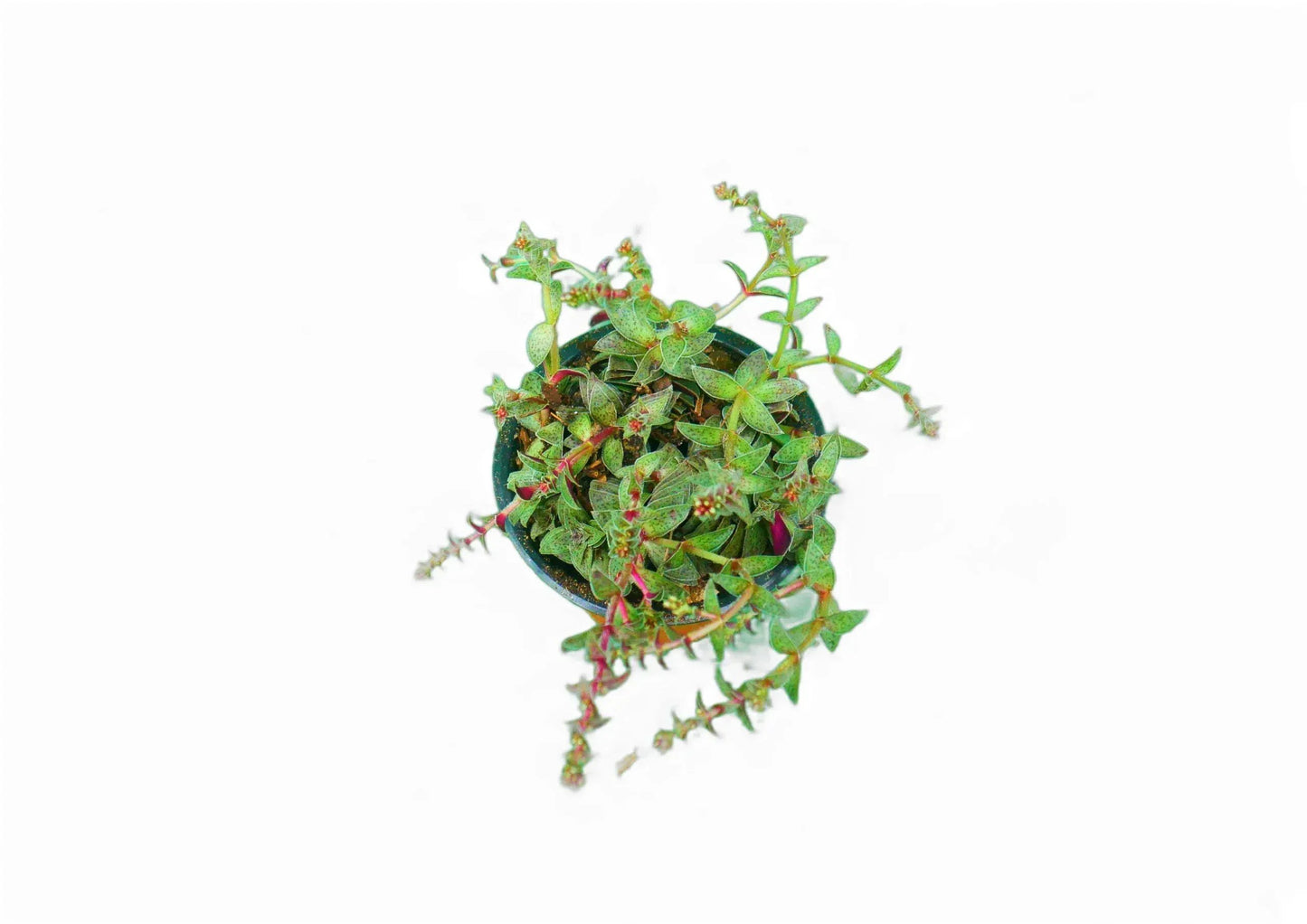Crassula Red Pagoda: Find it on Frek – Bare-Rooted