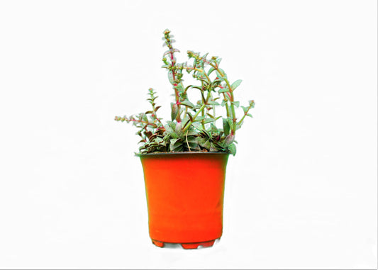 Crassula Red Pagoda: Find it on Frek - My Store