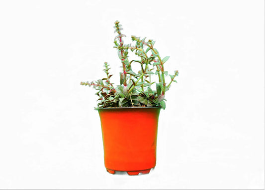 Crassula Red Pagoda: Find it on Frek – Bare-Rooted