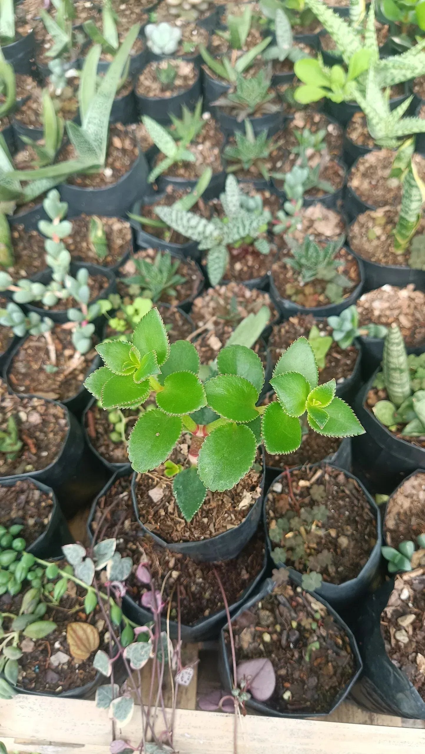 Crassula Sarmentosa (Non-Variegated) Hanging Plant - Buy Online | Affordable Succulent for Your Home – Bare-Rooted