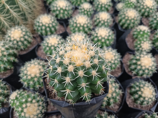 Curvy Spines - Echinocactus Grusonii Rare Cactus – Bare-Rooted