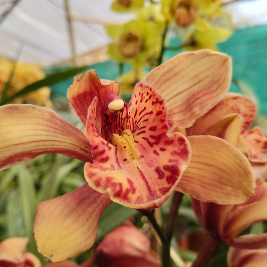 Cymbidium Orchid 008 close up flower detail