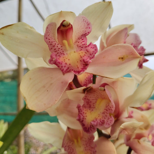 Cymbidium orchid with leopard patterned lip