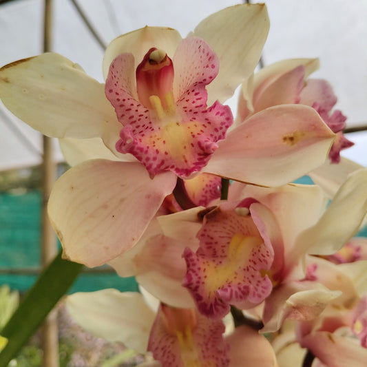 Lady Leopard Cymbidium Orchid – Premium Orchid Bloom