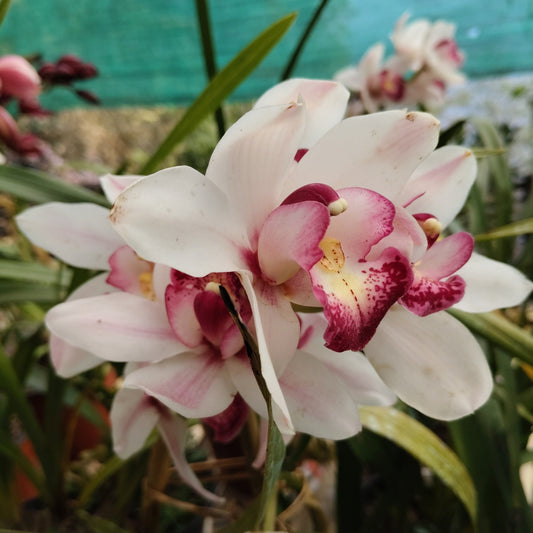 Close up of Cymbidium White Angel bloom