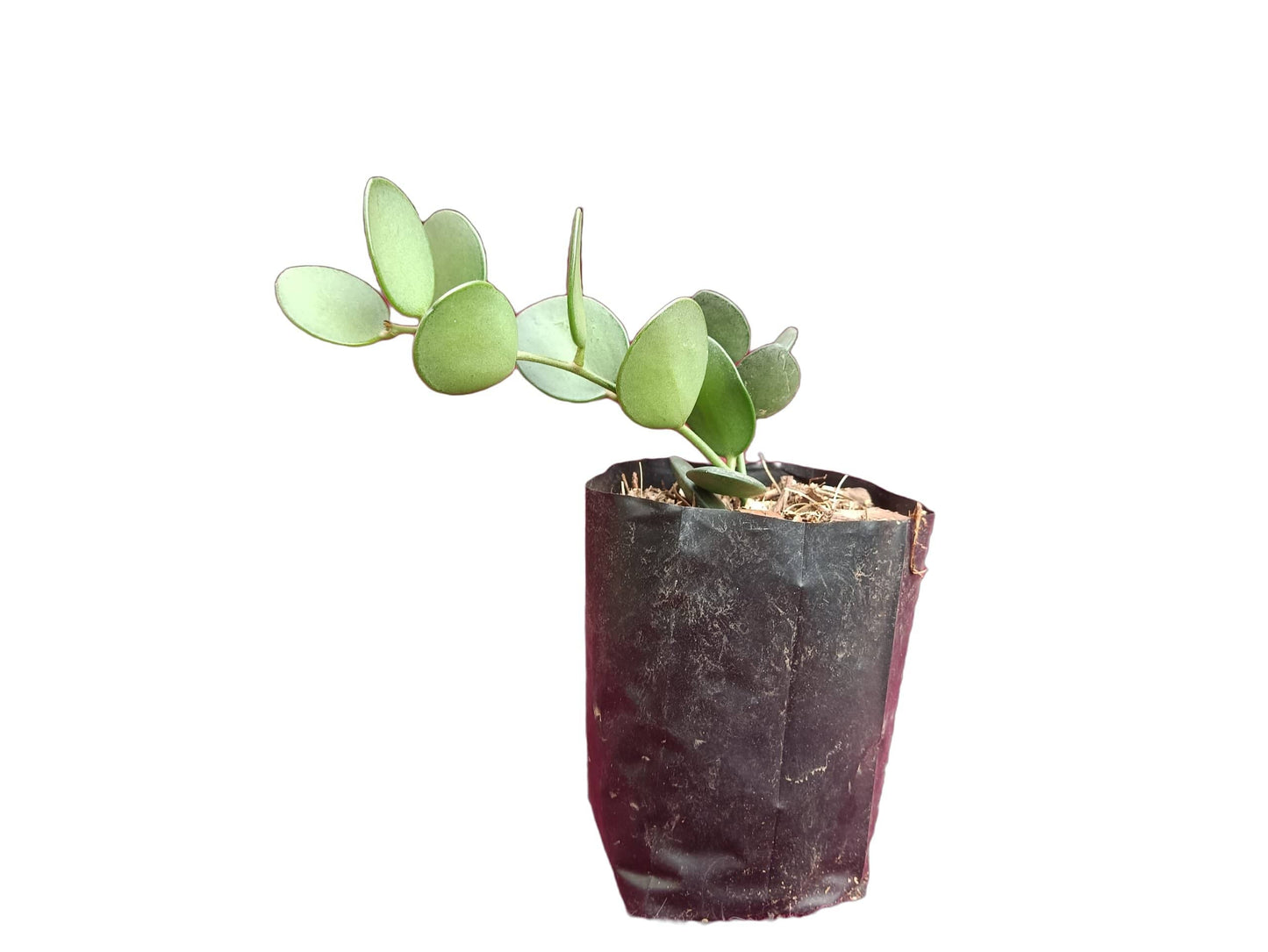 Dollar Bare-Rooted Plant - Xerosicyos danguyi - Unique and Whimsical Succulent
