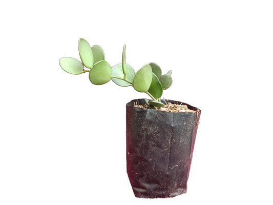 Dollar Bare-Rooted Plant - Xerosicyos danguyi - Unique and Whimsical Succulent