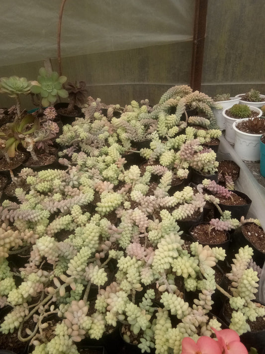 Sedum morganianum (Burro's Tail) Succulent Variegated: Buy now at Frek! – Bare-Rooted