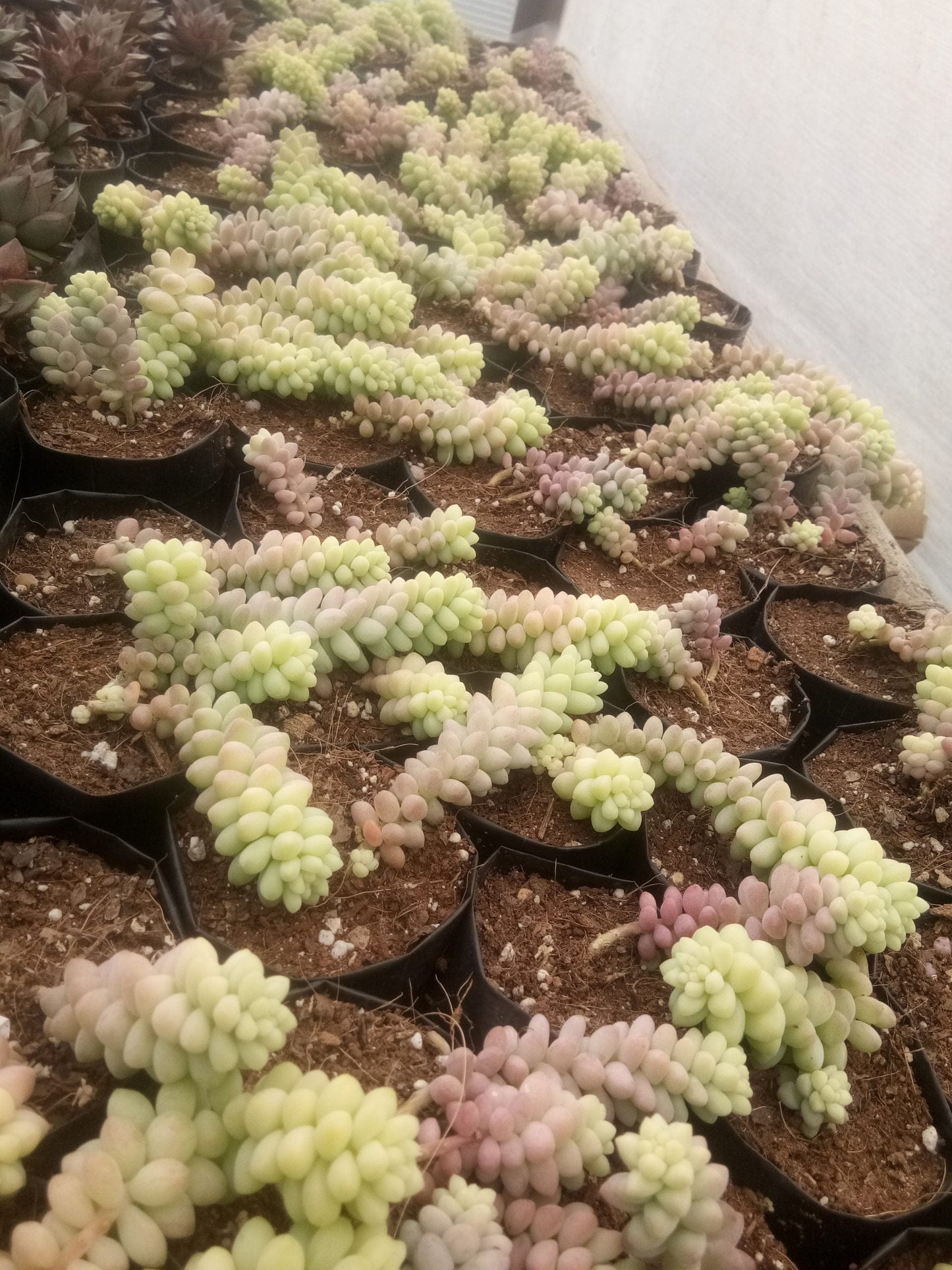 Sedum morganianum (Burro's Tail) Succulent Variegated: Buy now at Frek! – Bare-Rooted