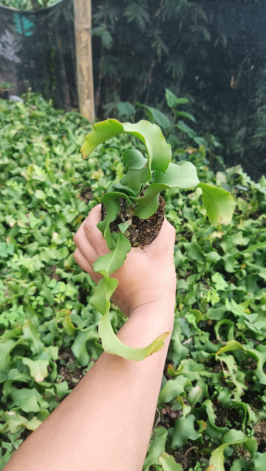 Dragon Fruit Plant - Vibrant Beauty with Delicious Rewards - My Store