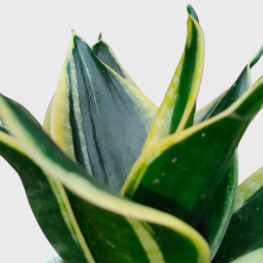 Sansevieria Trifasciata Dwarf Marginata | Well Rooted Variegated Air Purifying Snake Plant