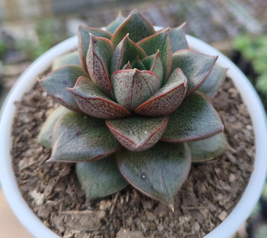 Echeveria Purpusorum Urbinia Purpusii - Bare Rooted