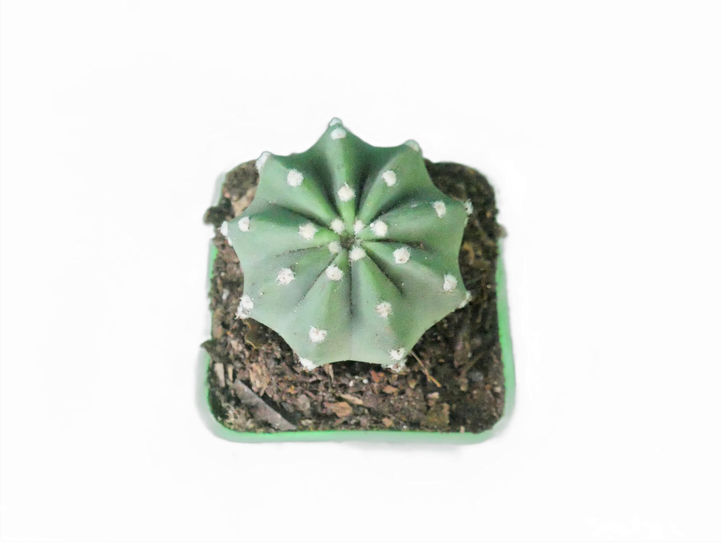 Easter Lily (Echinopsis Subdenudata) Cactus Revealed - My Store