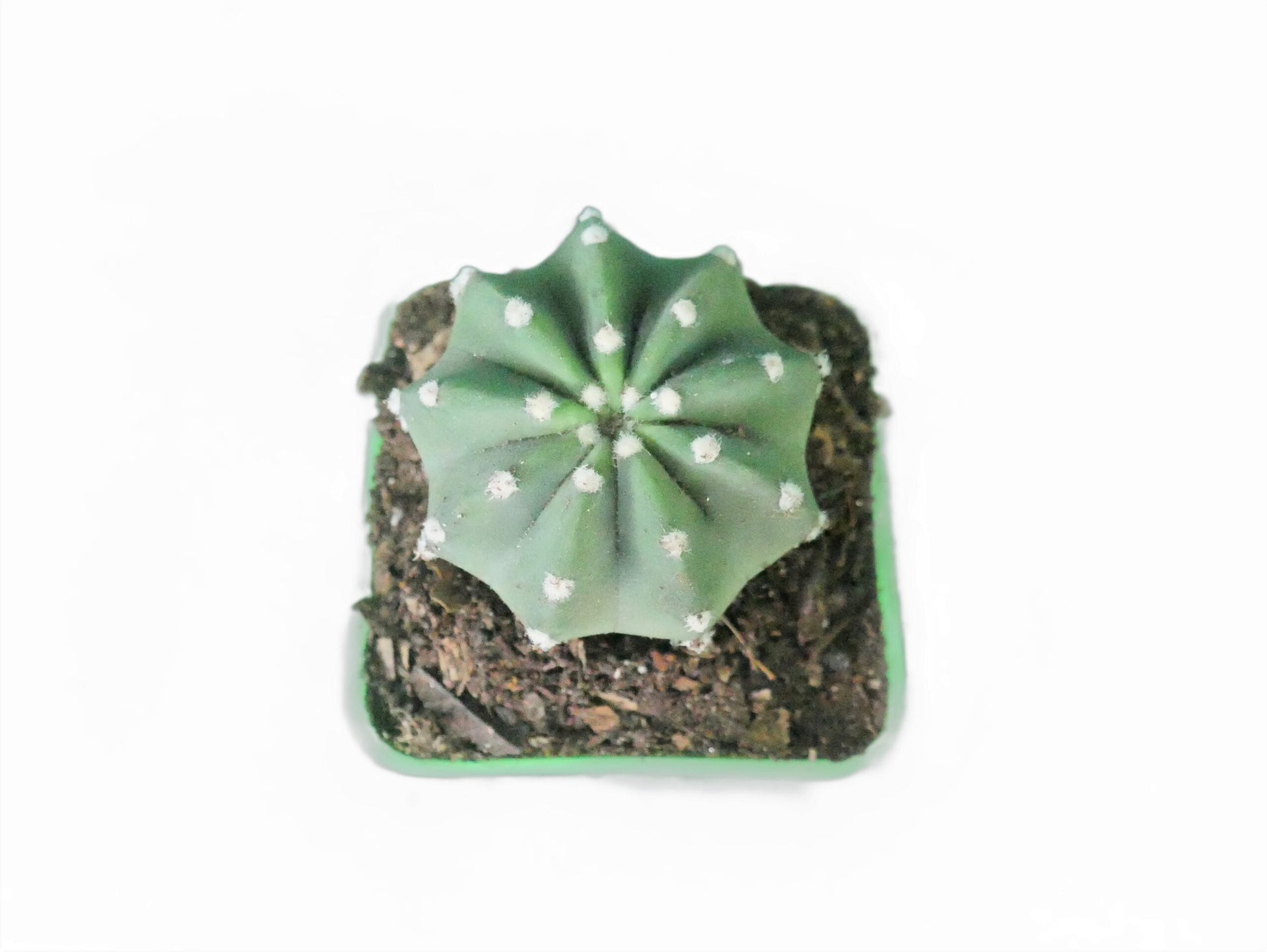 Easter Lily (Echinopsis Subdenudata) Cactus Revealed - My Store
