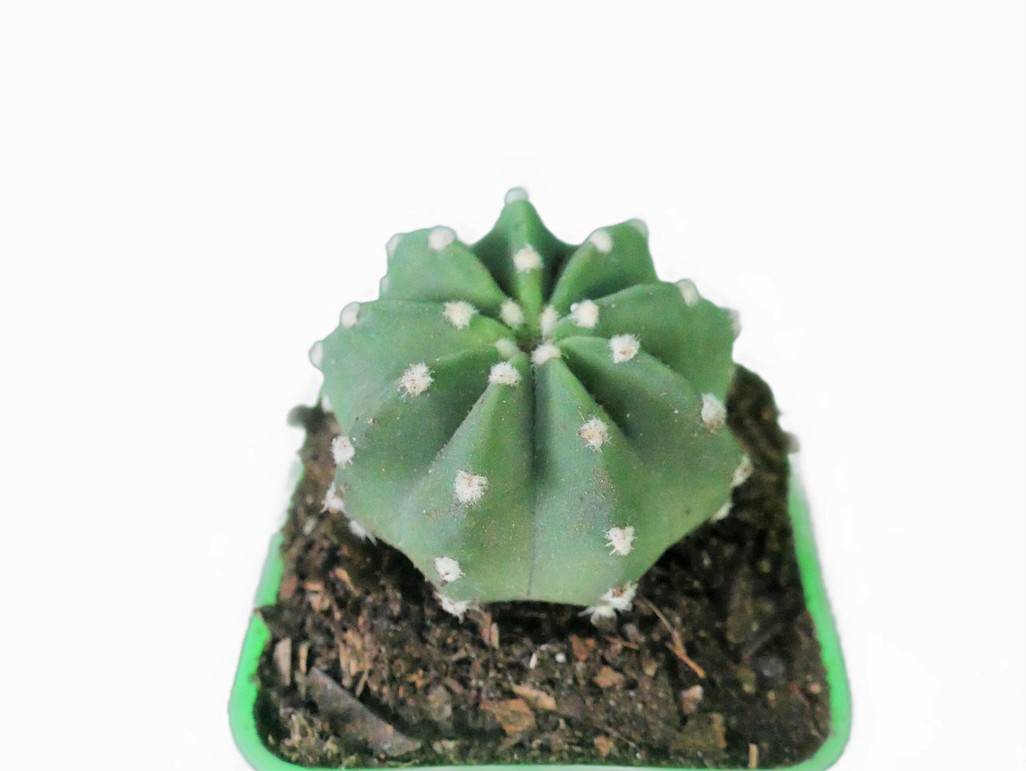 Easter Lily (Echinopsis Subdenudata) Cactus Revealed - My Store
