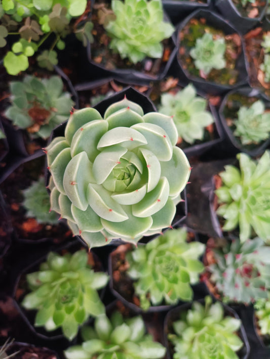 Echeveria Ben Badis Succulent - Elegance in Every Rosette - My Store