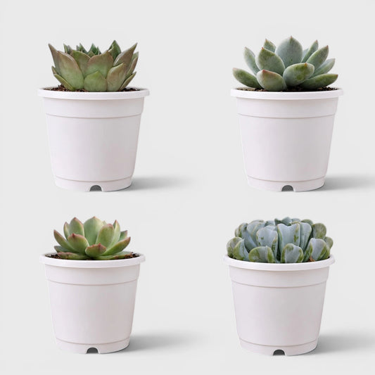 Premium Echeveria Collection of 4 | Mature Live Succulent Plants Combo