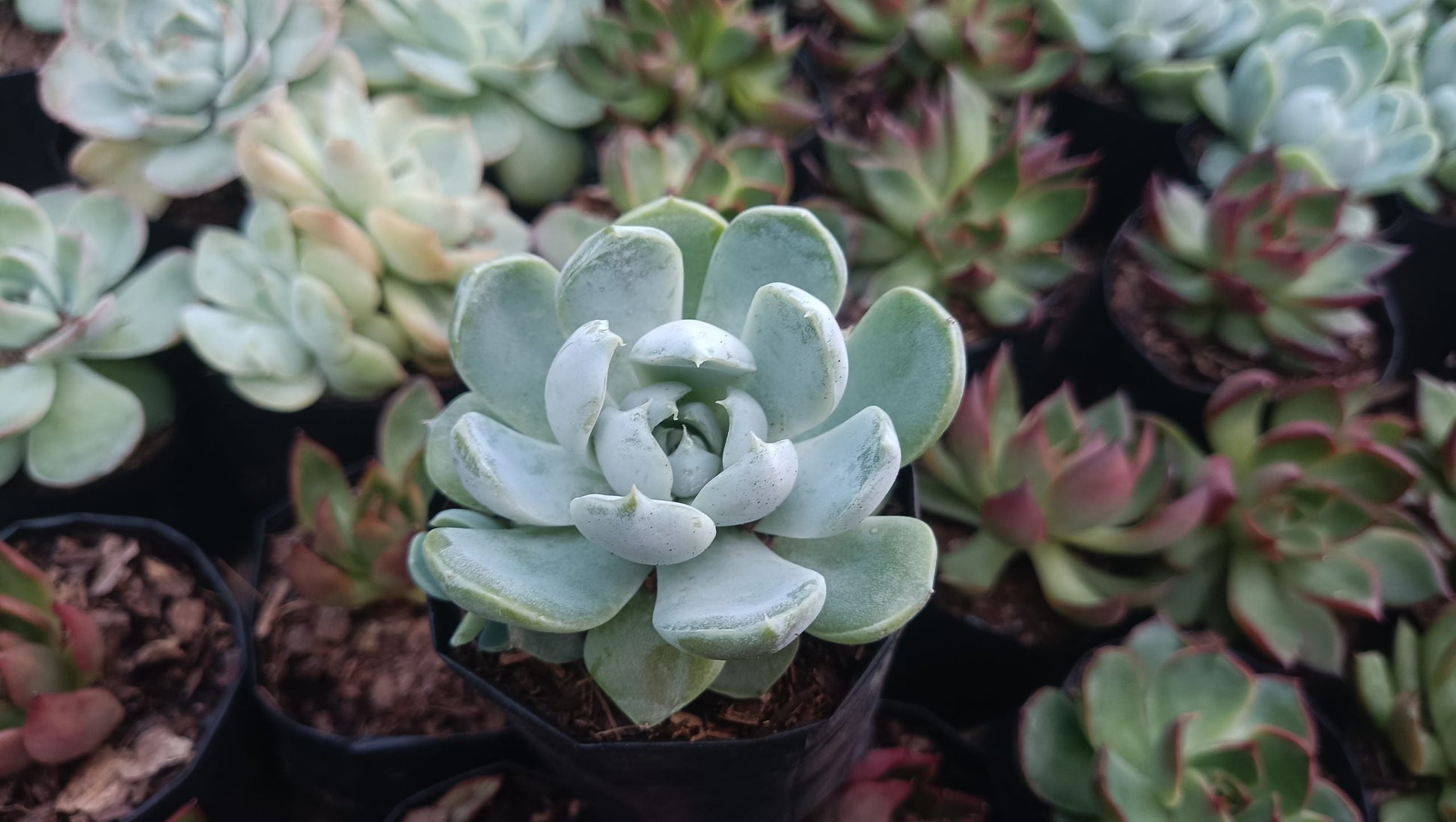 "Echeveria Elegance Powdery (Imported): Beautiful Succulent for Home and Office" - My Store