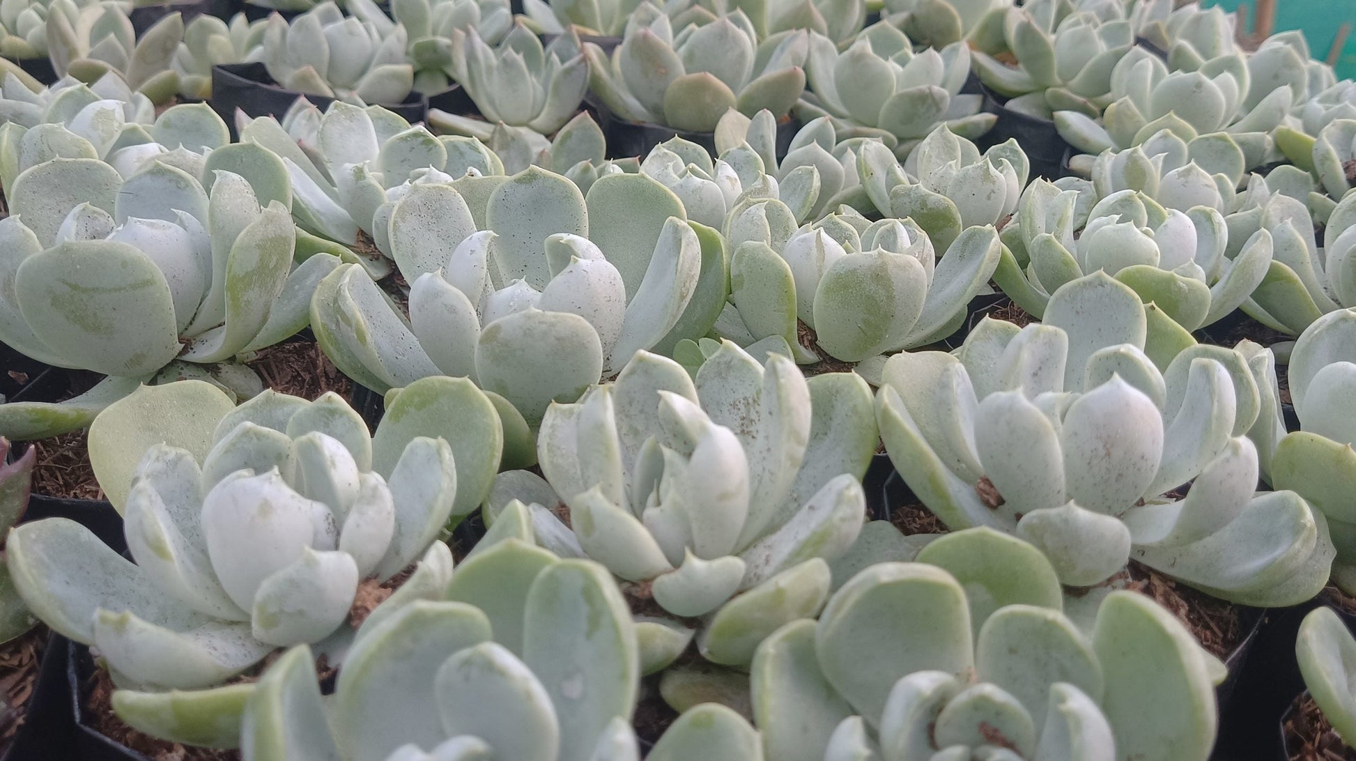 "Echeveria Elegance Powdery (Imported): Beautiful Succulent for Home and Office" - My Store