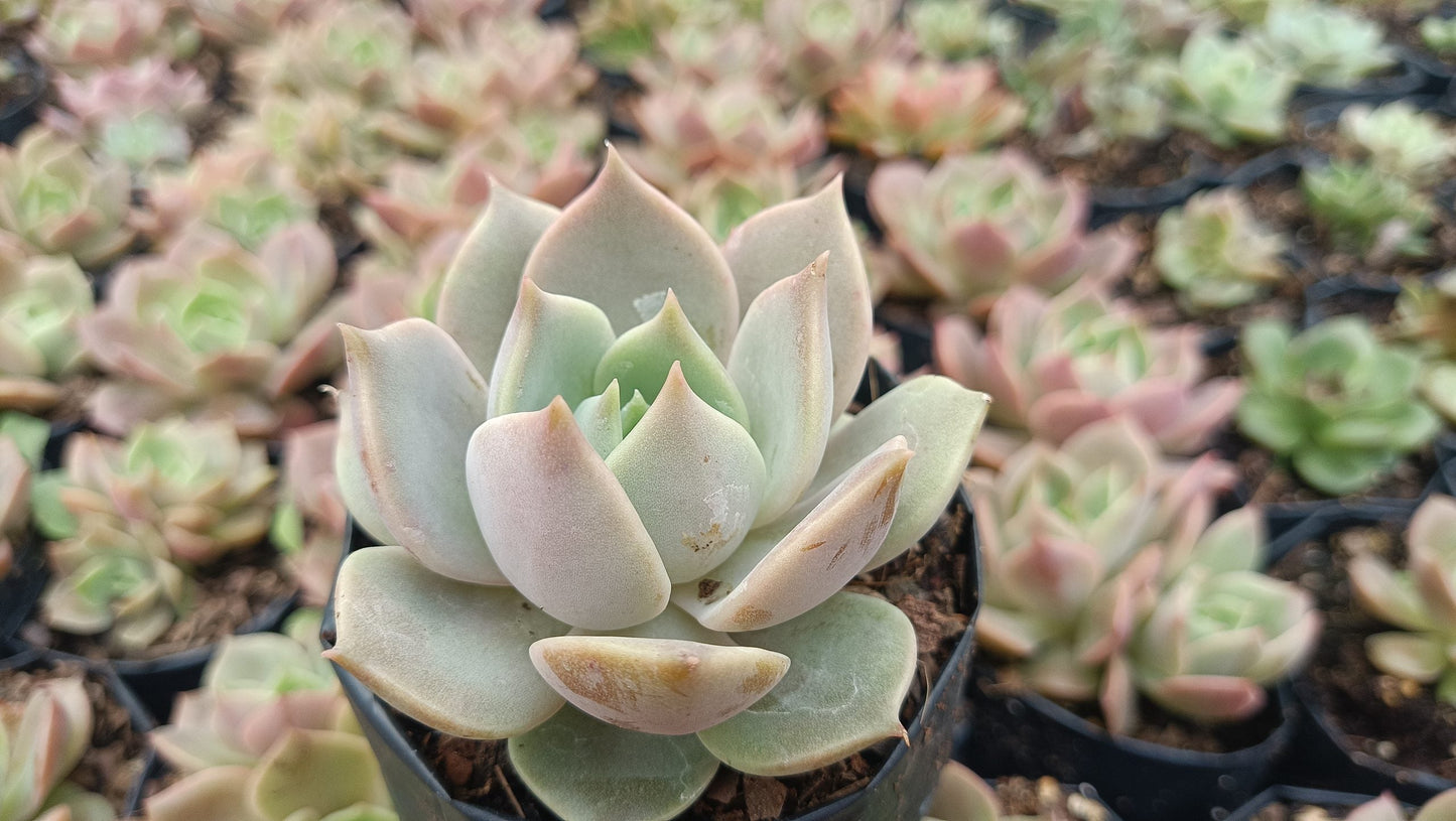 Echeveria Madiba X Lola Succulent - My Store