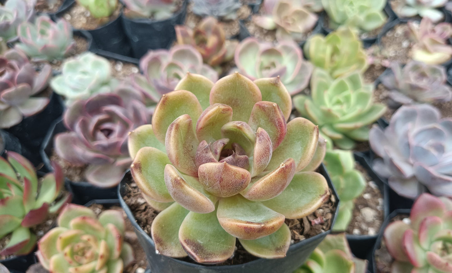Echeveria Mirine Succulent - Tranquil Beauty for Any Space - My Store