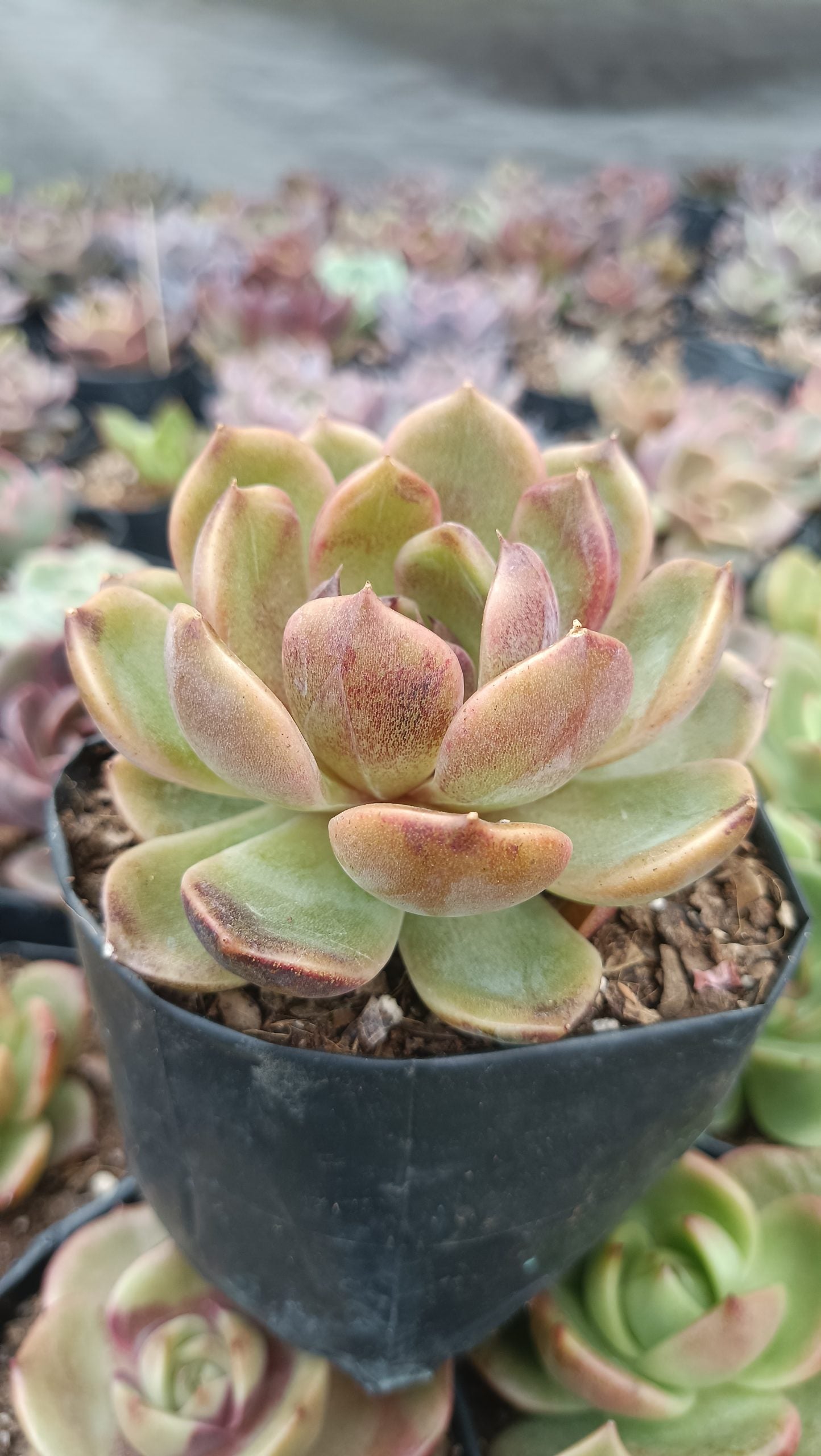 Echeveria Mirine Succulent - Tranquil Beauty for Any Space - My Store