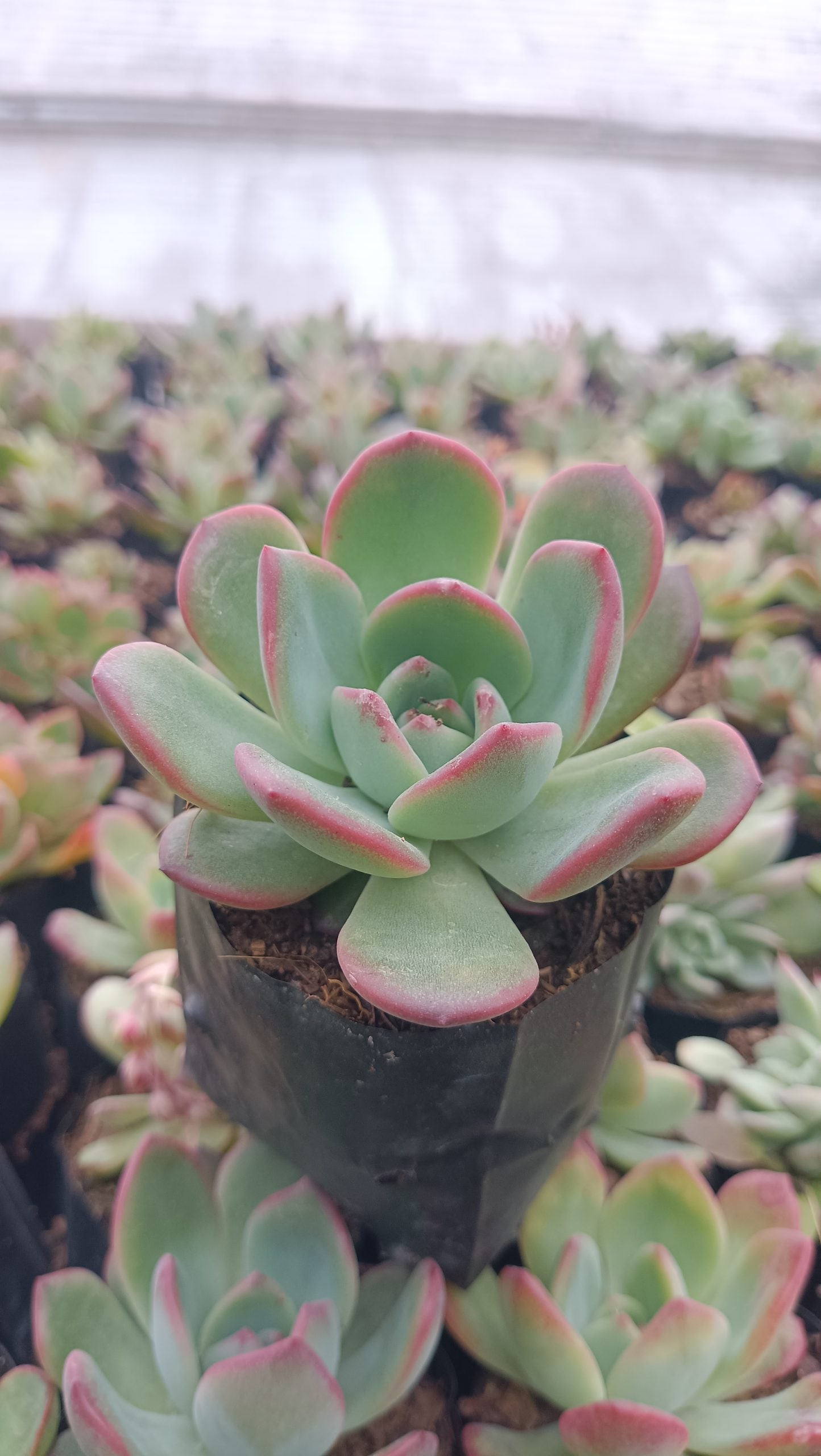 Echeveria Moonglow Hybrid Succulent - Stunning Silvery - Blue Rosettes - My Store