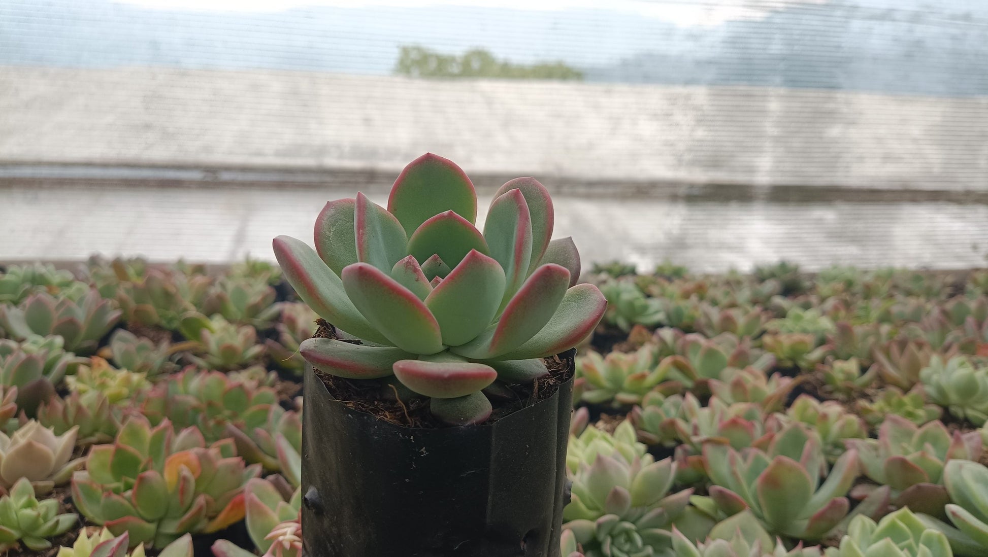 Echeveria Moonglow Hybrid Succulent - Stunning Silvery - Blue Rosettes - My Store