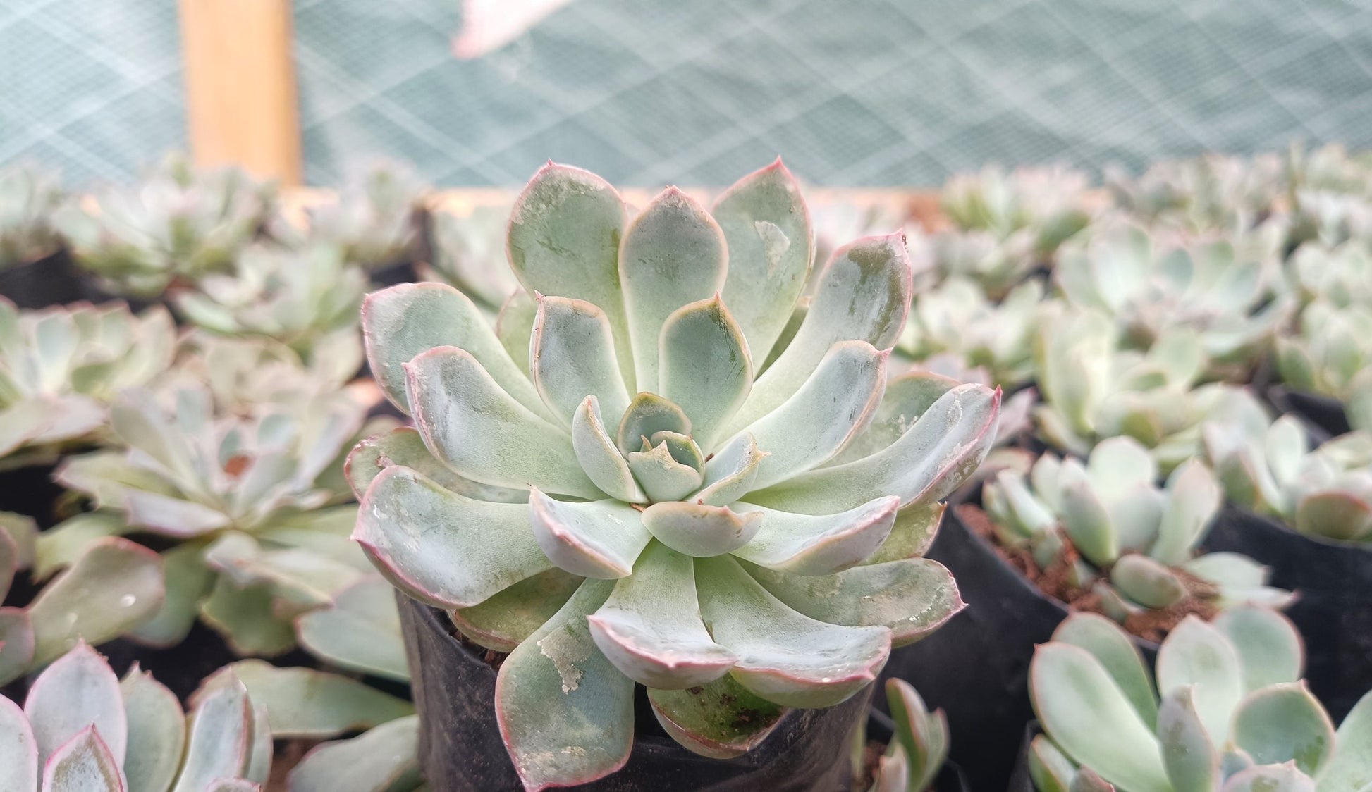 "Echeveria Orient: Beautiful Succulent for Home and Office" - My Store
