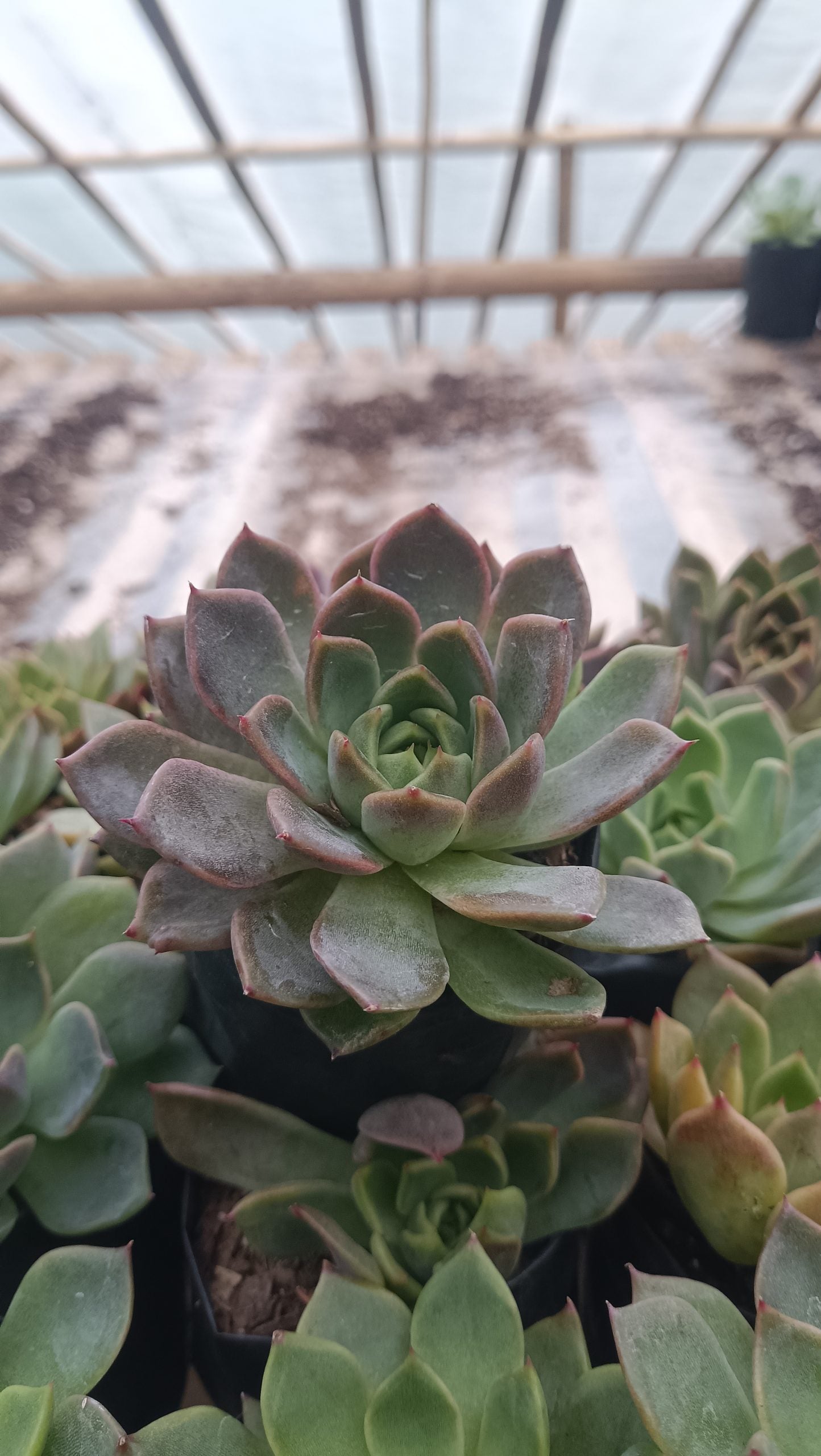 Echeveria Pine Rose Hybrid Korean - Elegant Succulent with Stunning Pink Gradient - My Store