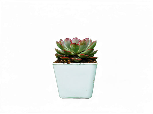 Echeveria Pulidonis Hybrid: A Graceful Beauty for Your Space - My Store