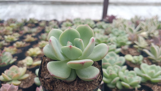 Echeveria Sensation Bare-Rooted Succulent: Beauty in Blue-Green - Buy Now at Frek.in!