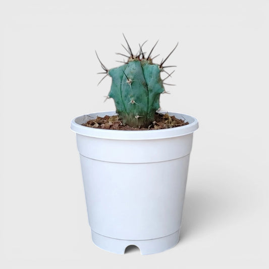 Echinocactus Platyacanthus | Rare Barrel Cactus