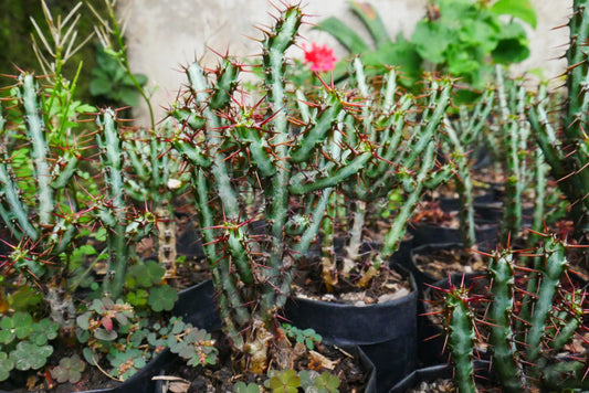 Euphorbia Aeruginosa Schweik The Celestial Bare-Rooted Succulent - Exclusive at Frek!