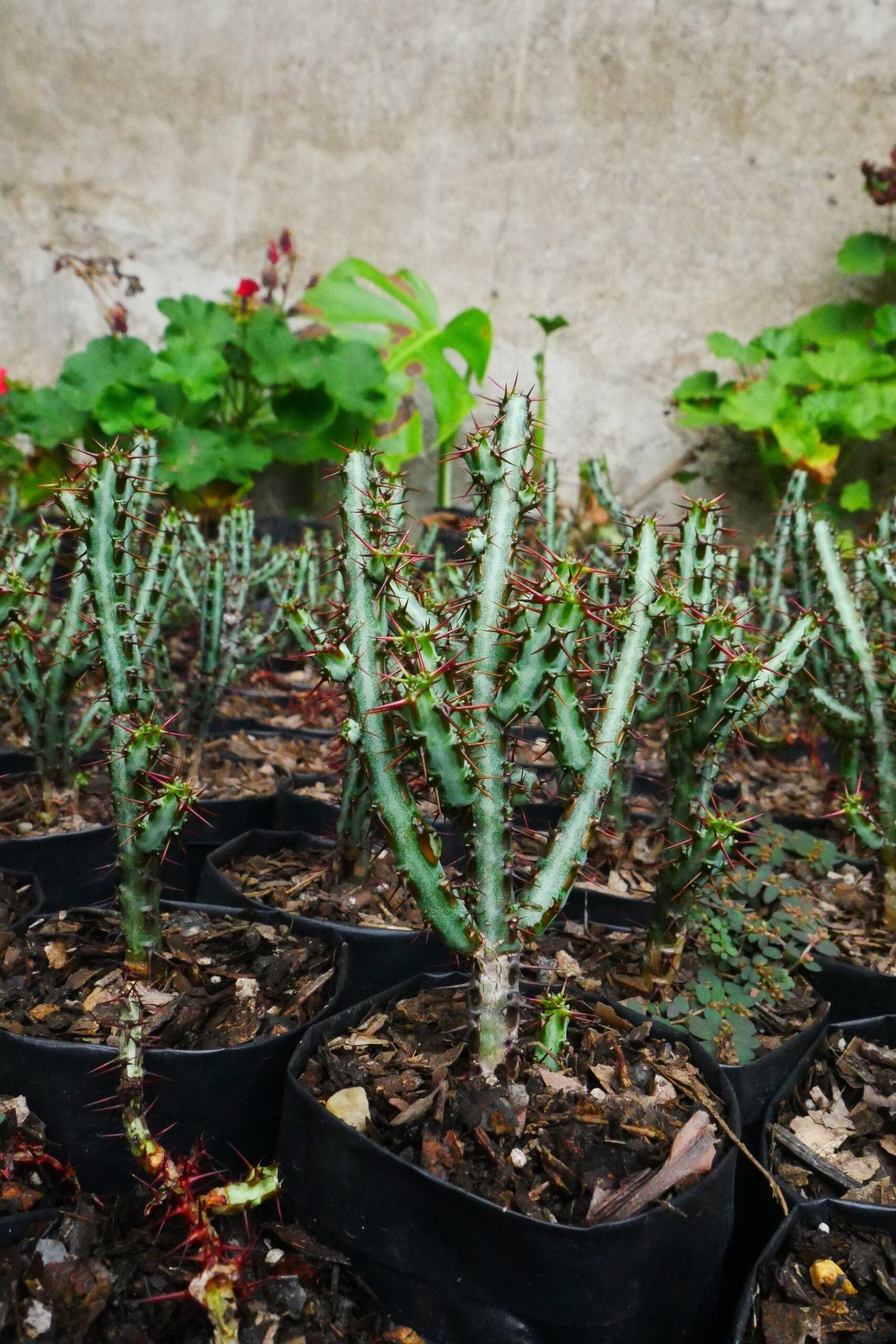 Euphorbia Aeruginosa Schweik The Celestial Bare-Rooted Succulent - Exclusive at Frek!