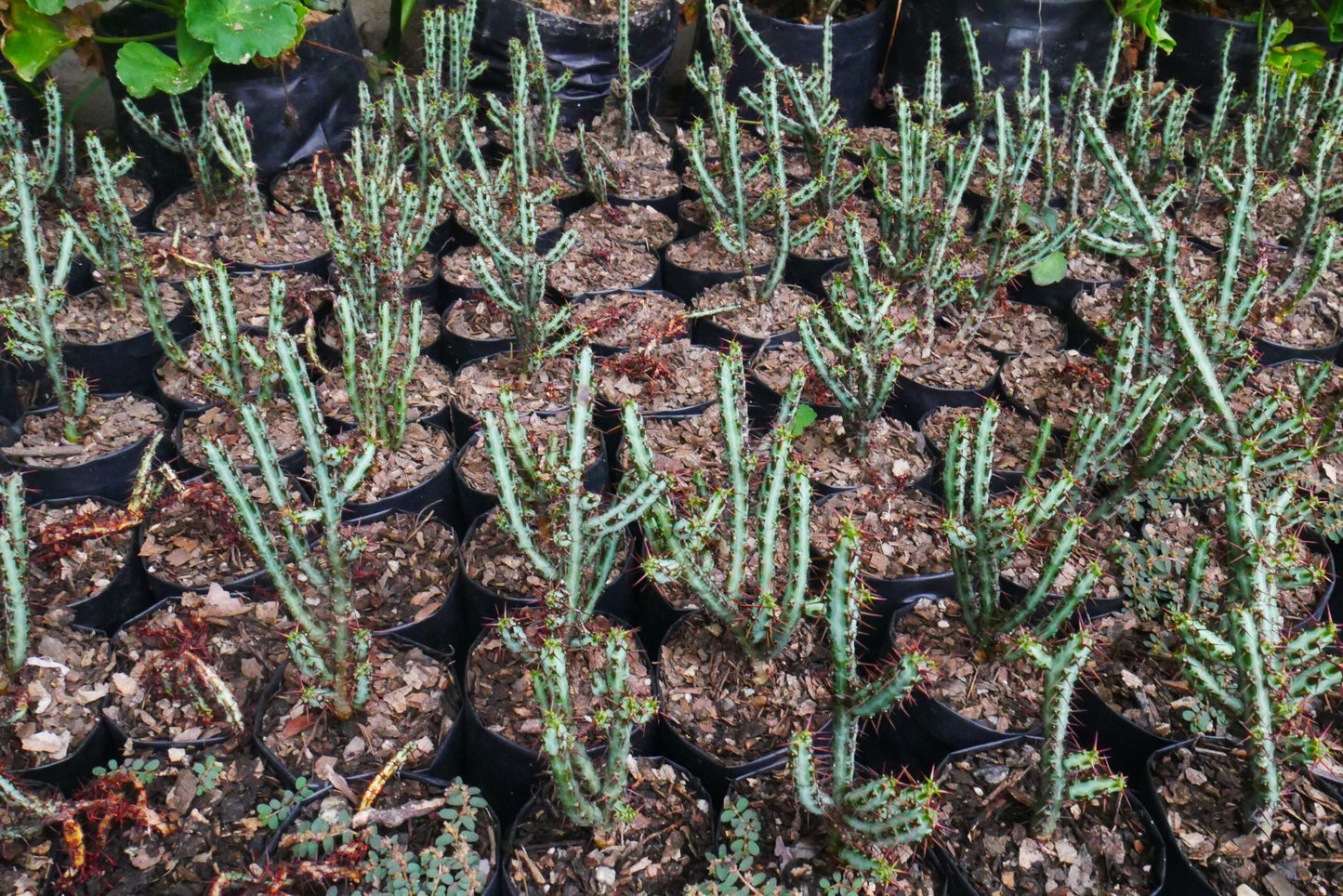 Euphorbia Aeruginosa Schweik The Celestial Succulent - Exclusive at Frek! - My Store