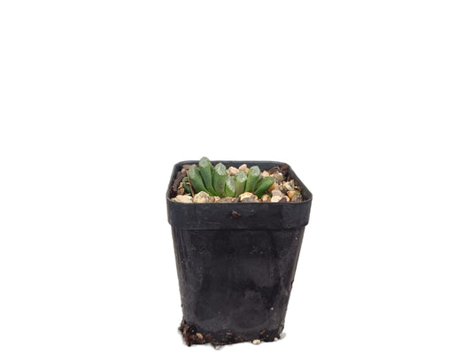 Exquisite Haworthia Truncata Schönland: Ideal for Homes, Offices & Gardens – Bare-Rooted
